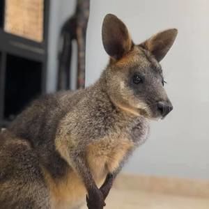 Meet your Posher, Alison